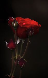 Preview wallpaper roses, flowers, buds, petals, red, dark