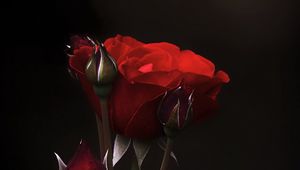 Preview wallpaper roses, flowers, buds, petals, red, dark