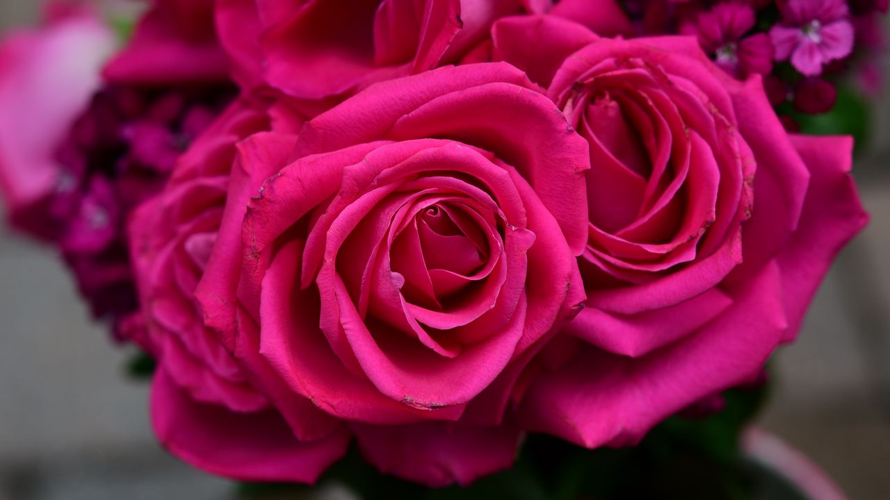 Wallpaper roses, flowers, buds, pink, petals