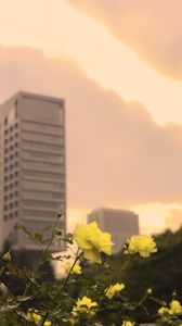 Preview wallpaper roses, flowers, buds, petals, buildings