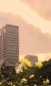 Preview wallpaper roses, flowers, buds, petals, buildings