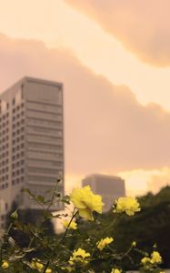 Preview wallpaper roses, flowers, buds, petals, buildings