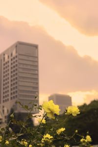 Preview wallpaper roses, flowers, buds, petals, buildings