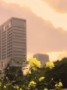 Preview wallpaper roses, flowers, buds, petals, buildings