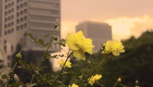 Preview wallpaper roses, flowers, buds, petals, buildings