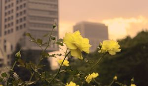 Preview wallpaper roses, flowers, buds, petals, buildings