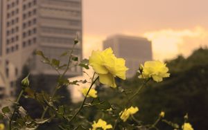 Preview wallpaper roses, flowers, buds, petals, buildings