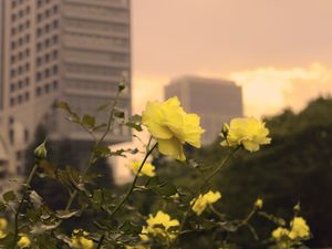 Preview wallpaper roses, flowers, buds, petals, buildings