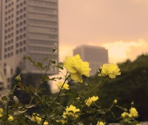 Preview wallpaper roses, flowers, buds, petals, buildings