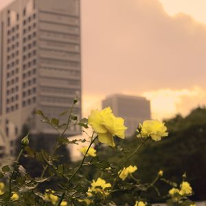 Preview wallpaper roses, flowers, buds, petals, buildings