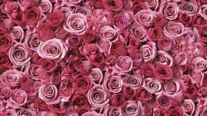 Preview wallpaper roses, flowers, buds, many