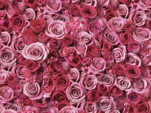 Preview wallpaper roses, flowers, buds, many