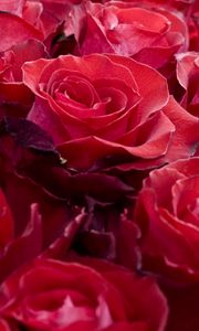 Preview wallpaper roses, flowers, buds, red, beautifully