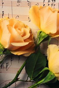 Preview wallpaper roses, flowers, buds, three, notes, music