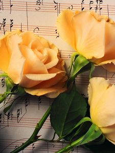 Preview wallpaper roses, flowers, buds, three, notes, music