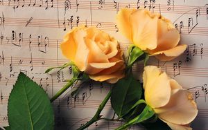 Preview wallpaper roses, flowers, buds, three, notes, music