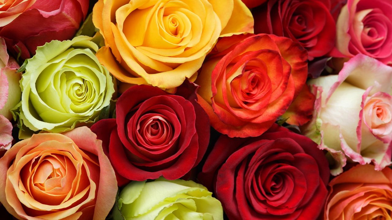 Wallpaper roses, flowers, buds, colorful, beauty