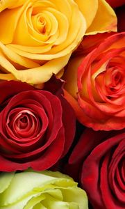 Preview wallpaper roses, flowers, buds, colorful, beauty