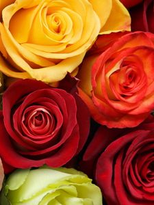 Preview wallpaper roses, flowers, buds, colorful, beauty