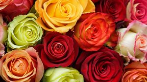 Preview wallpaper roses, flowers, buds, colorful, beauty
