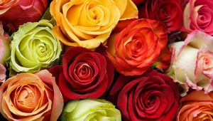 Preview wallpaper roses, flowers, buds, colorful, beauty