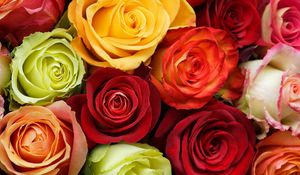 Preview wallpaper roses, flowers, buds, colorful, beauty