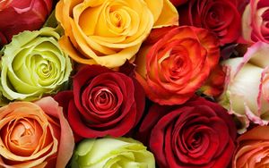 Preview wallpaper roses, flowers, buds, colorful, beauty