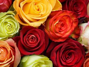 Preview wallpaper roses, flowers, buds, colorful, beauty