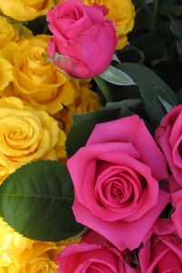 Preview wallpaper roses, flowers, buds, pink, yellow