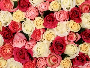 Preview wallpaper roses, flowers, buds, many, different