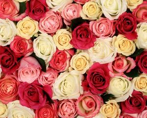 Preview wallpaper roses, flowers, buds, many, different