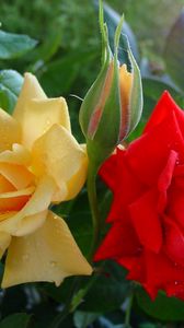 Preview wallpaper roses, flowers, buds, drops, close-up, shrub