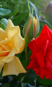 Preview wallpaper roses, flowers, buds, drops, close-up, shrub