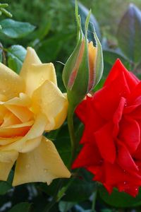 Preview wallpaper roses, flowers, buds, drops, close-up, shrub