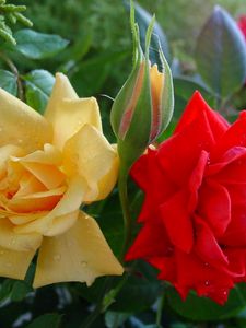 Preview wallpaper roses, flowers, buds, drops, close-up, shrub