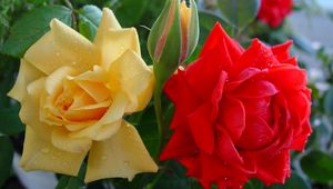 Preview wallpaper roses, flowers, buds, drops, close-up, shrub