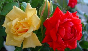 Preview wallpaper roses, flowers, buds, drops, close-up, shrub