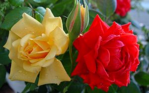 Preview wallpaper roses, flowers, buds, drops, close-up, shrub