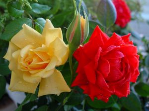 Preview wallpaper roses, flowers, buds, drops, close-up, shrub