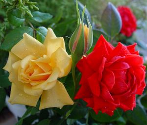 Preview wallpaper roses, flowers, buds, drops, close-up, shrub