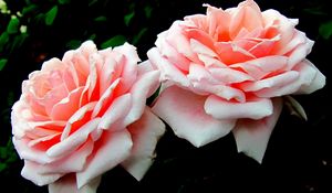 Preview wallpaper roses, flowers, buds, pair, close up, dark