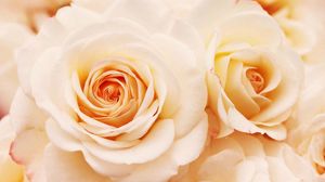 Preview wallpaper roses, flowers, buds, tender, close-up