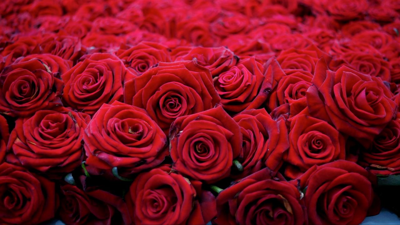 Wallpaper roses, flowers, buds, red, many, beautiful