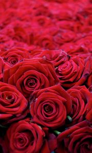 Preview wallpaper roses, flowers, buds, red, many, beautiful