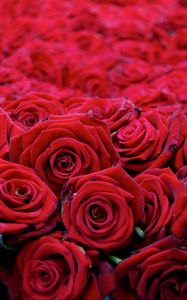 Preview wallpaper roses, flowers, buds, red, many, beautiful