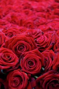 Preview wallpaper roses, flowers, buds, red, many, beautiful