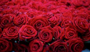 Preview wallpaper roses, flowers, buds, red, many, beautiful