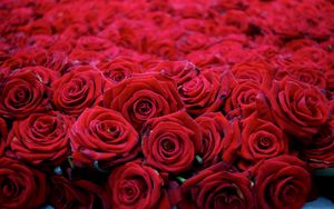 Preview wallpaper roses, flowers, buds, red, many, beautiful