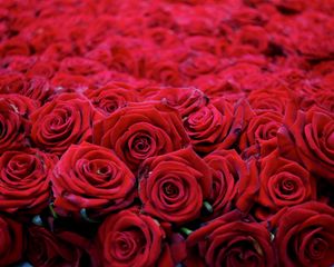 Preview wallpaper roses, flowers, buds, red, many, beautiful