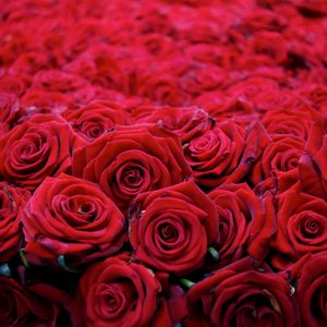 Preview wallpaper roses, flowers, buds, red, many, beautiful